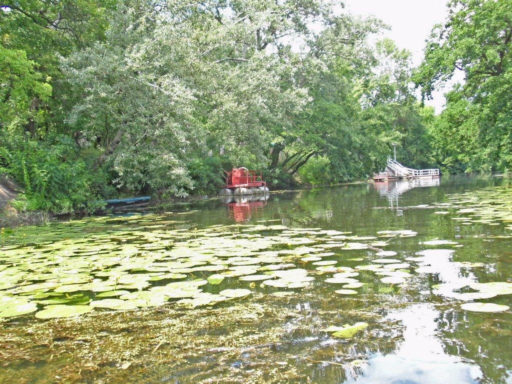 Кияшки з panoramio.com - Кияшки