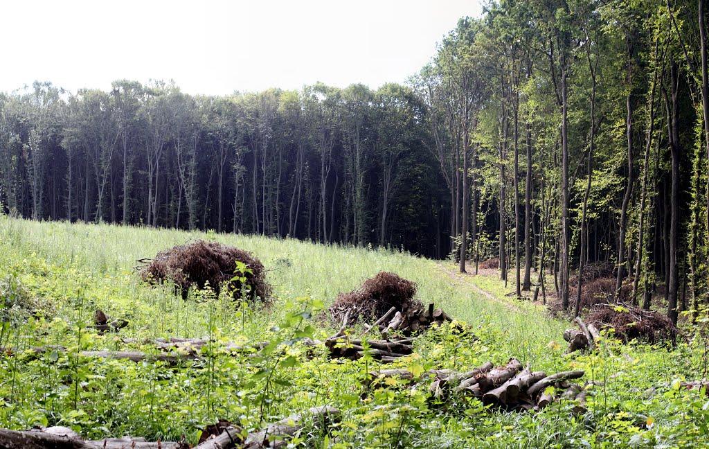 Бахматівці з panoramio.com - Бахматівці