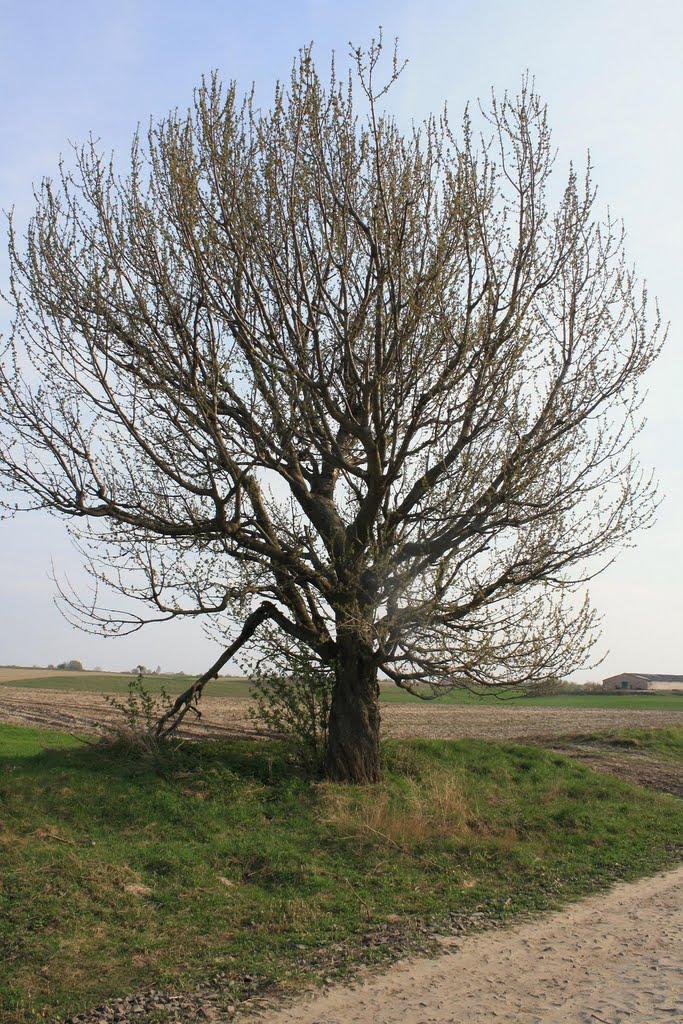 Довгошиї з panoramio.com - Довгошиї