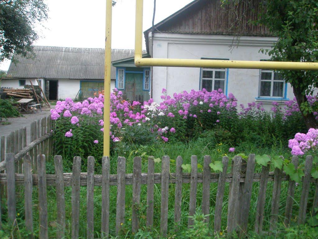 Гулянка з panoramio.com - Гулянка