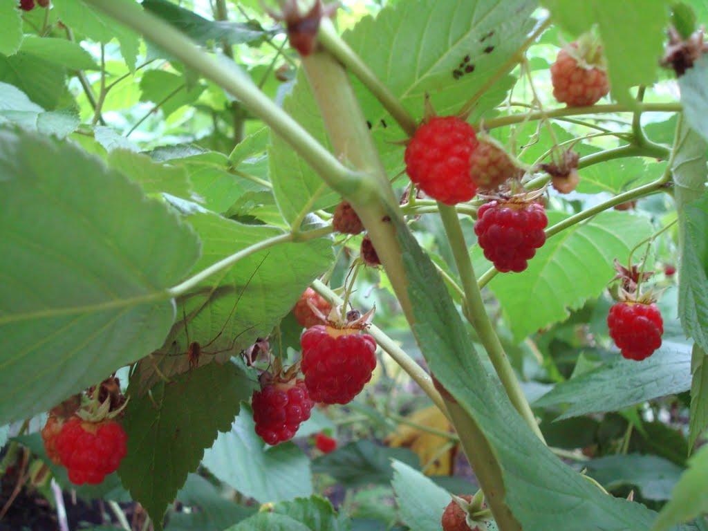 Красноград з panoramio.com - Красноград