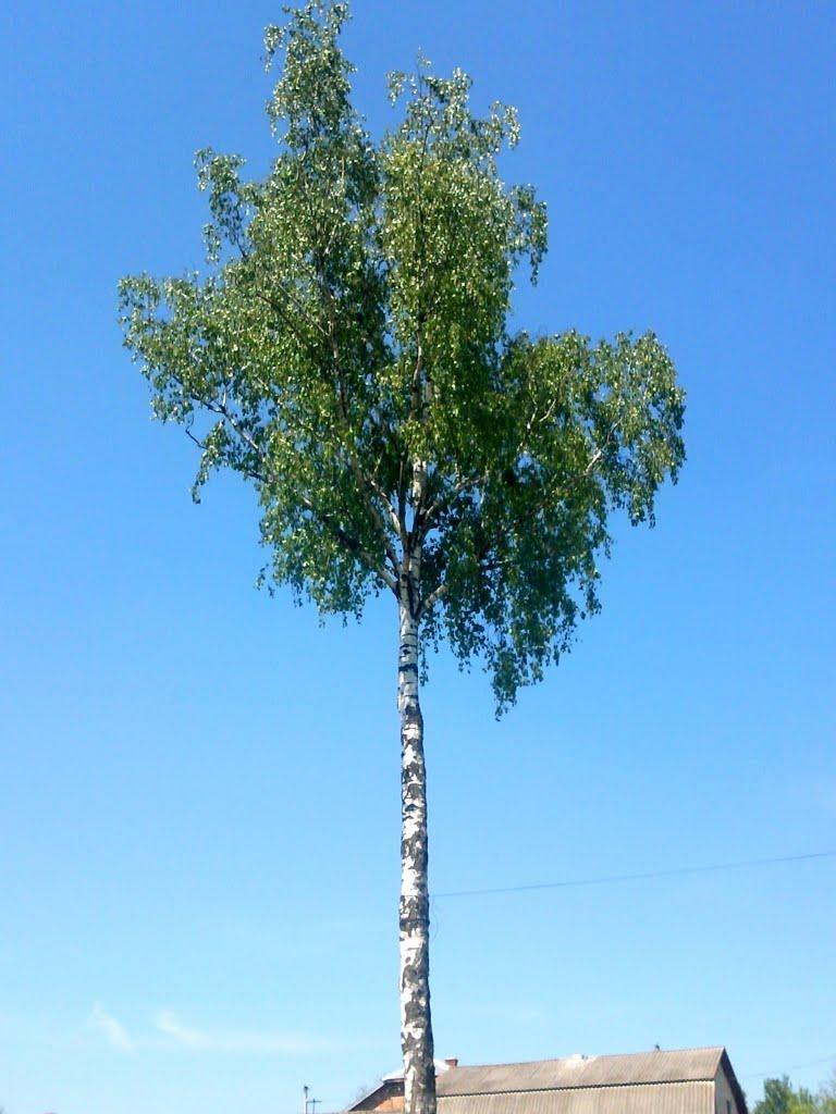 Черче з panoramio.com - Черче