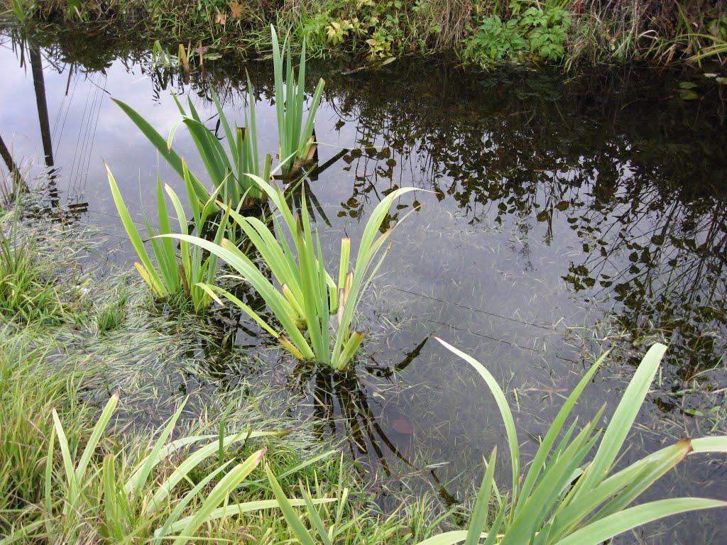 Воловики з panoramio.com - Воловики