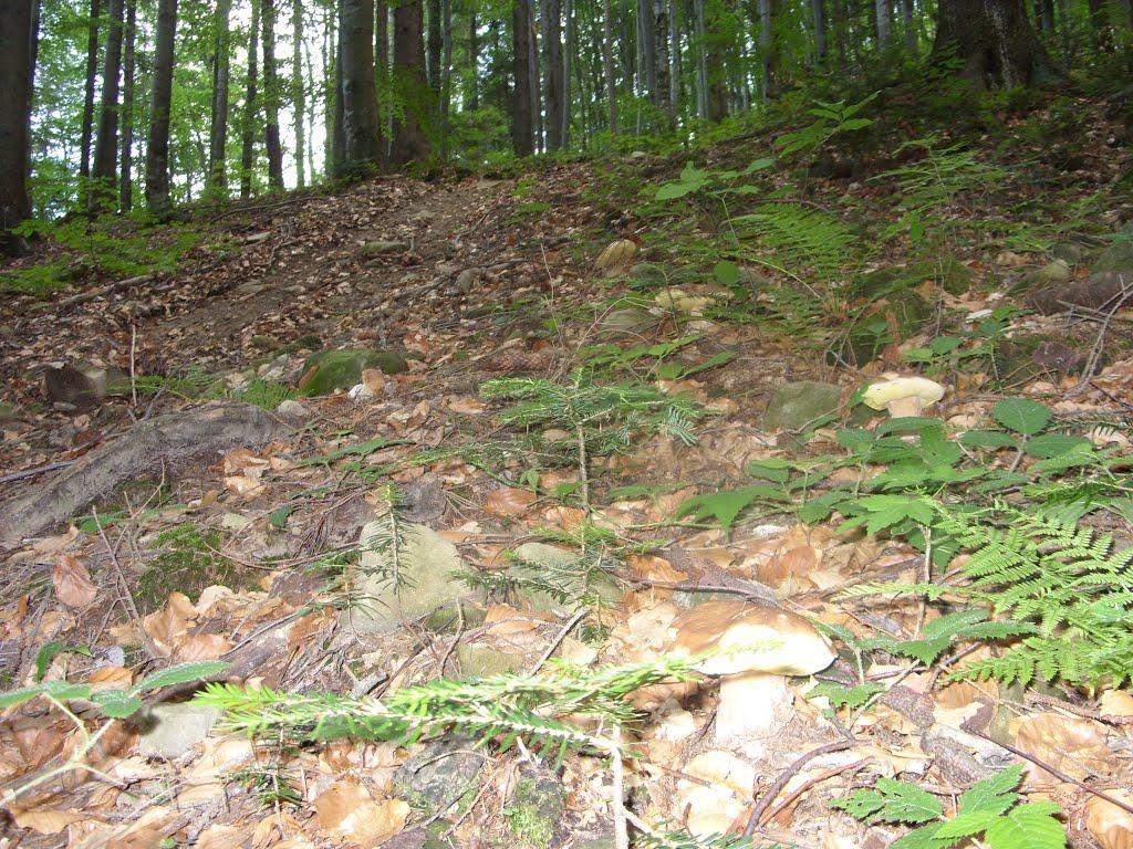 Фальків з panoramio.com (ч.2) - Фальків