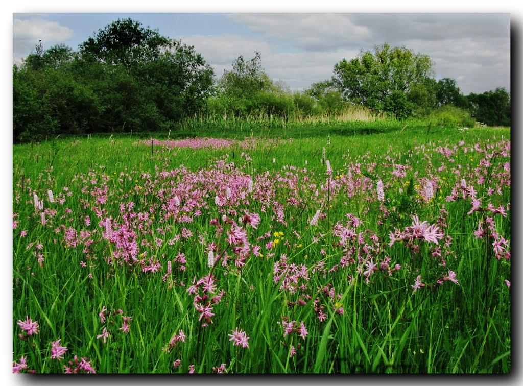 Букачівці з panoramio.com - Bukachivtsi