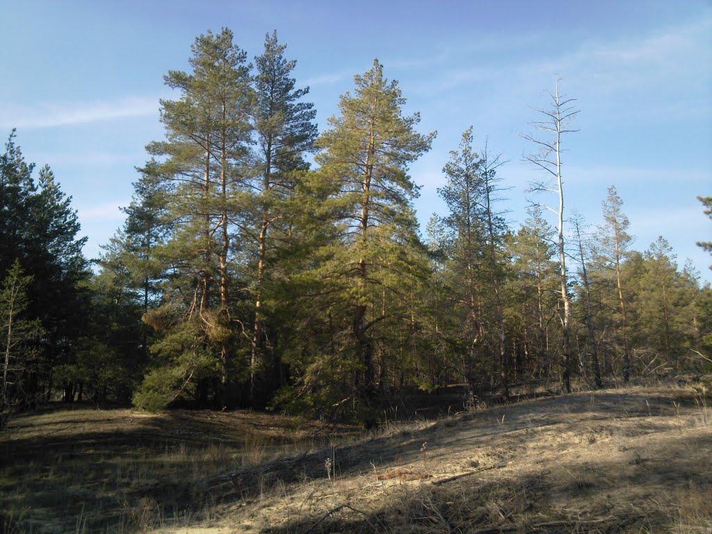 Піщане з panoramio.com - Песчаное