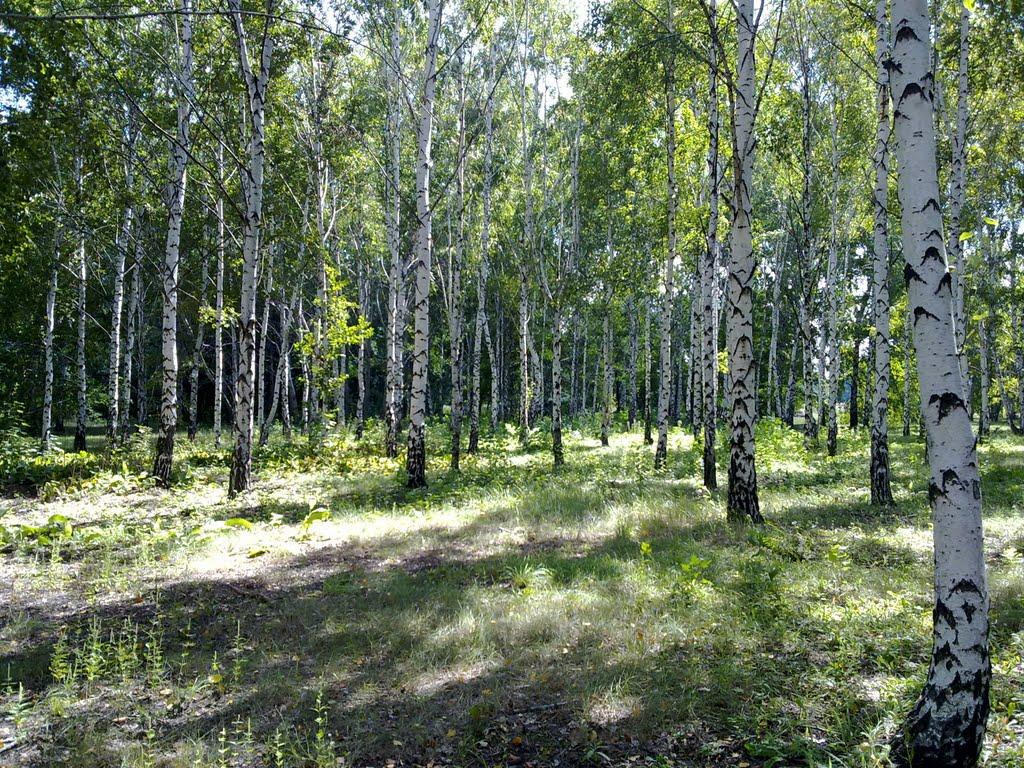 Кам'яне Поле з panoramio.com - Kamyane Pole