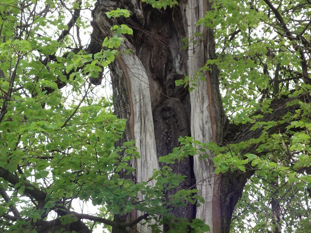 Виблі з panoramio.com - Виблі