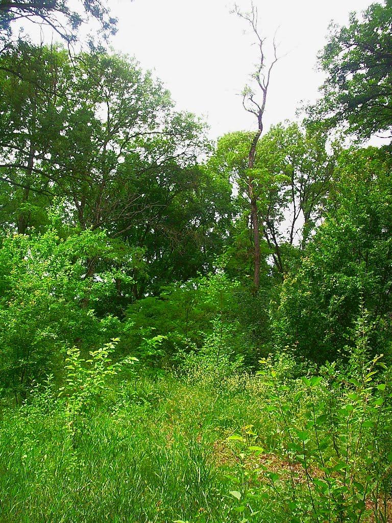 Краснолісся з panoramio.com - Краснолесье