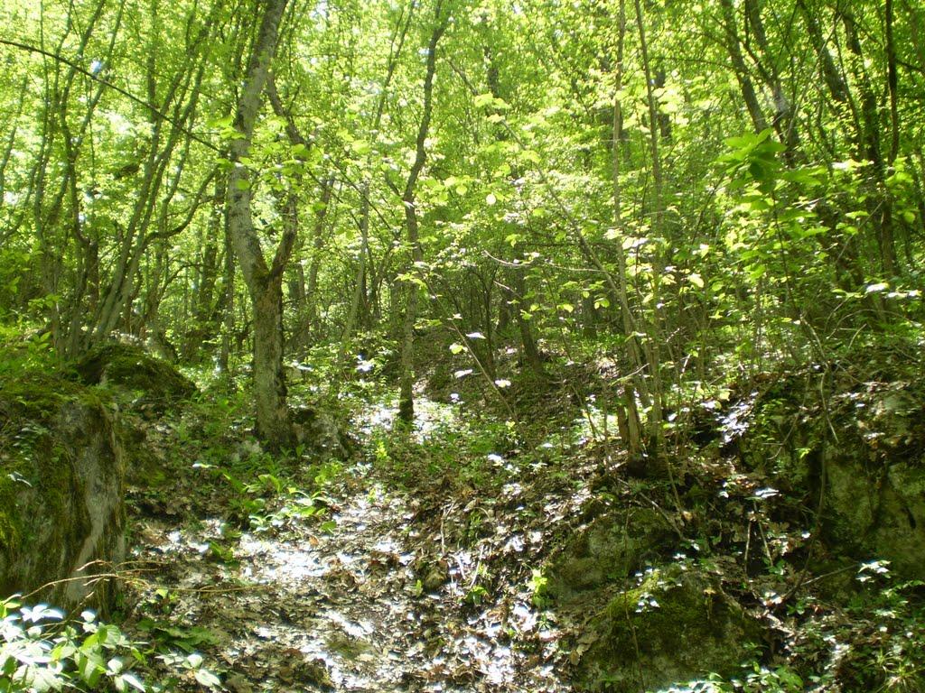 Партизанське з panoramio.com - Партизанське