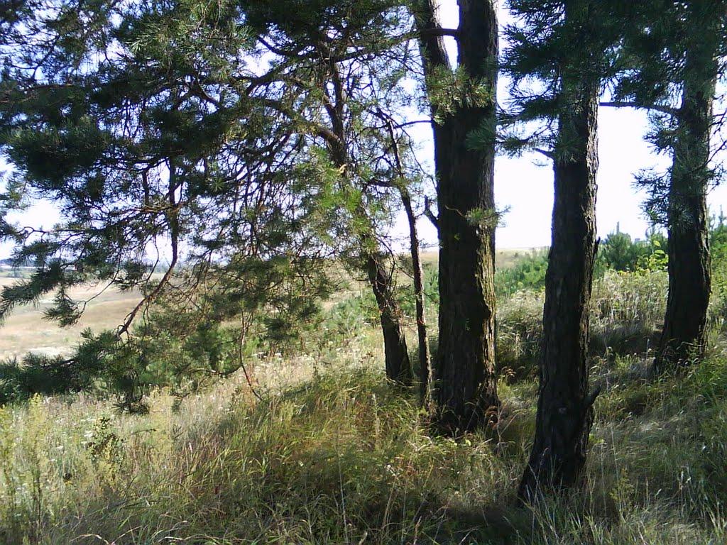 Радянське з panoramio.com - Радянське