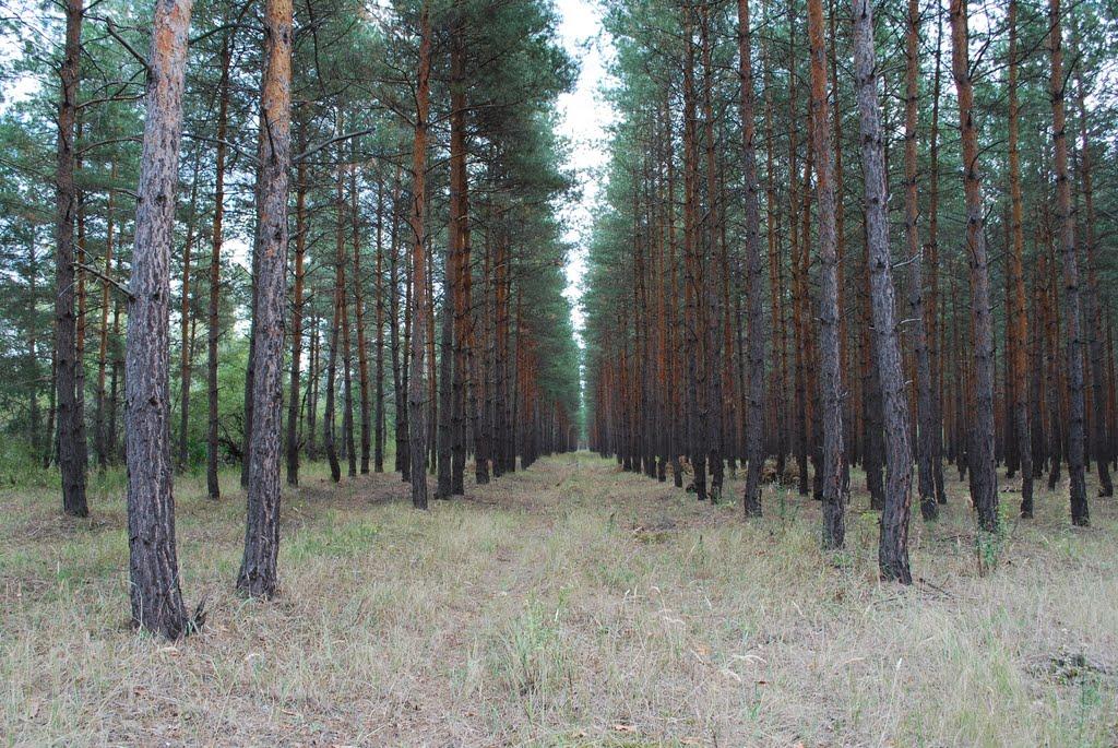 Осколонівка з panoramio.com - Осколонівка