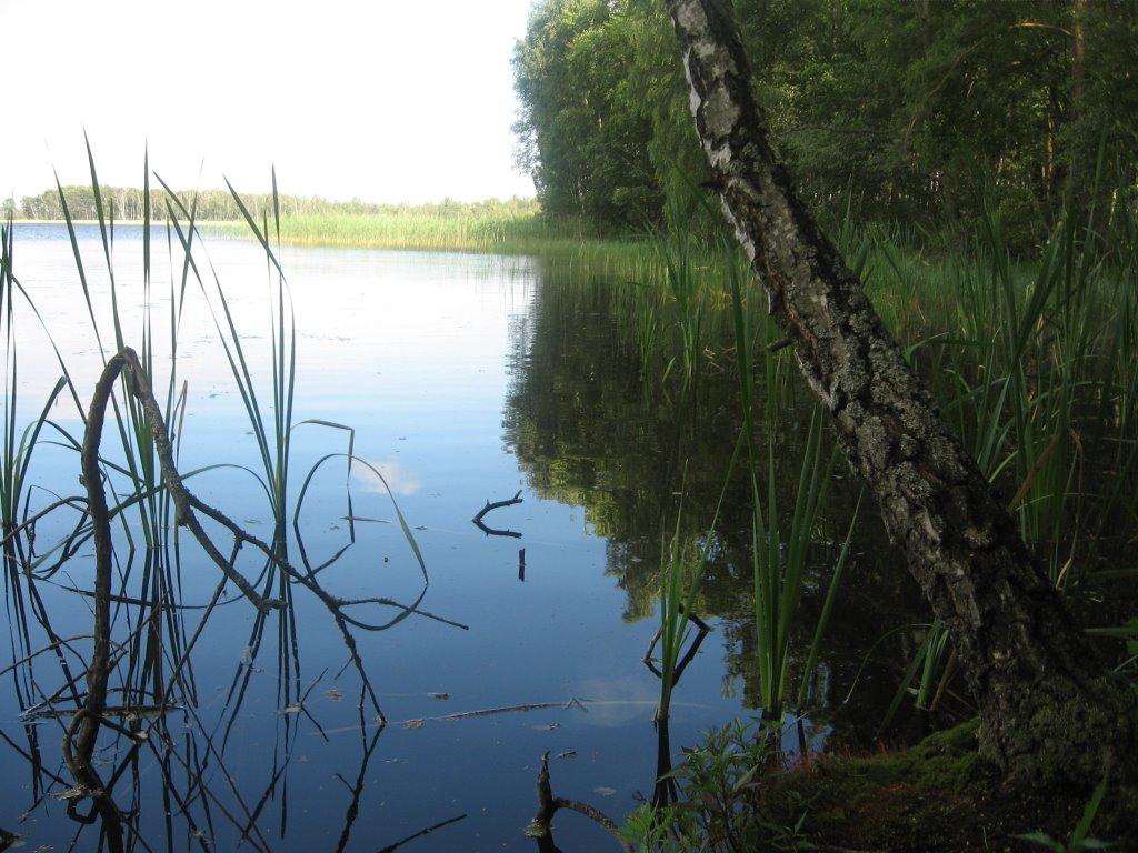 Віл з panoramio.com - Вол