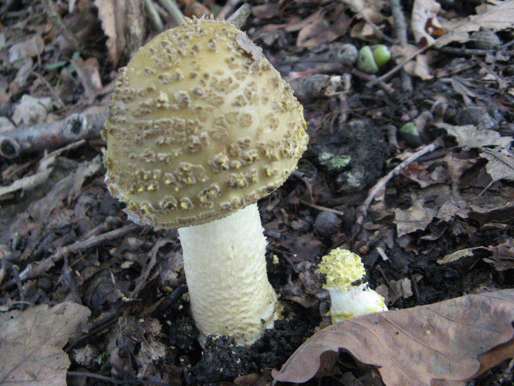 Романківці з panoramio.com - Романковцы