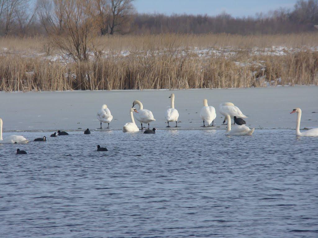Горошине з panoramio.com - Goroshyne