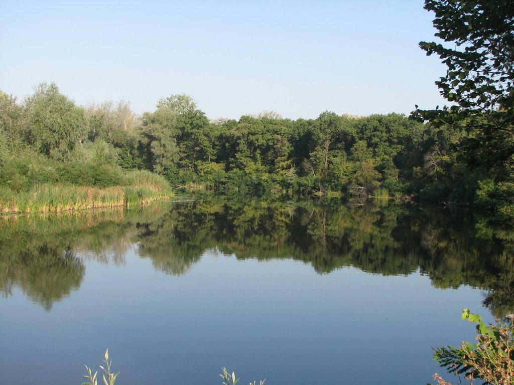 Кияшки з panoramio.com - Кияшки