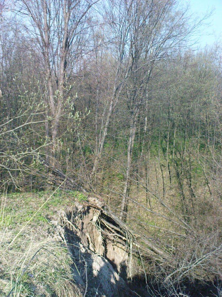 Нова Мощаниця з panoramio.com - Нова Мощаниця