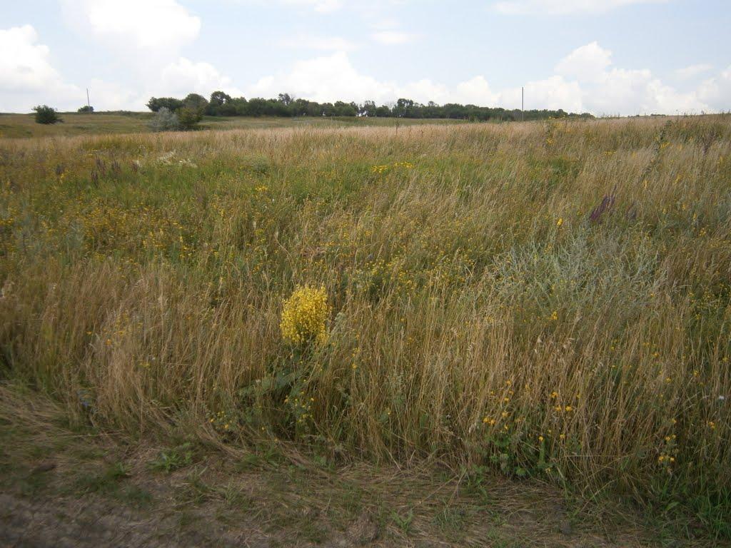 Булацелівка з panoramio.com - Булацелівка