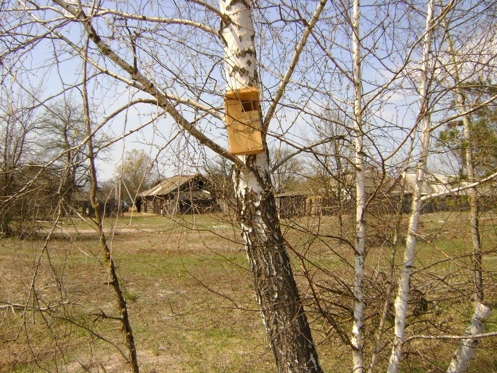 Прохорів з panoramio.com - Прохоров