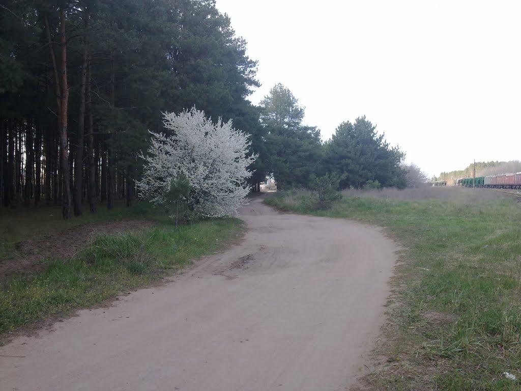 Галицинове з panoramio.com - Галициново