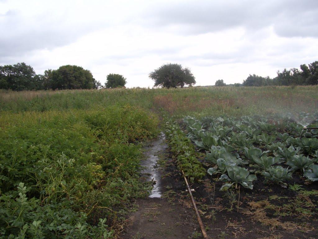 Новоохтирка з panoramio.com - Новоахтырка