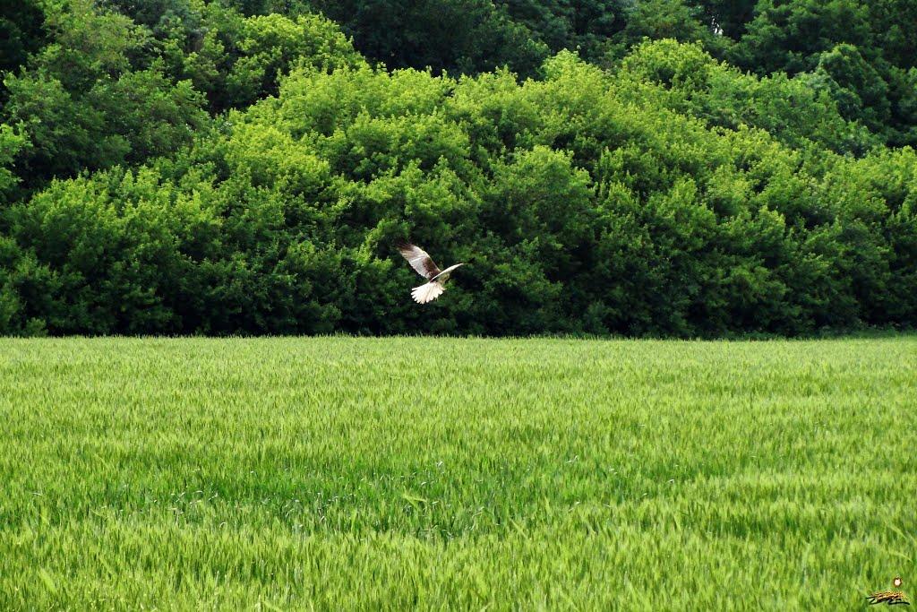 Новопавлівка з panoramio.com - Новопавлівка