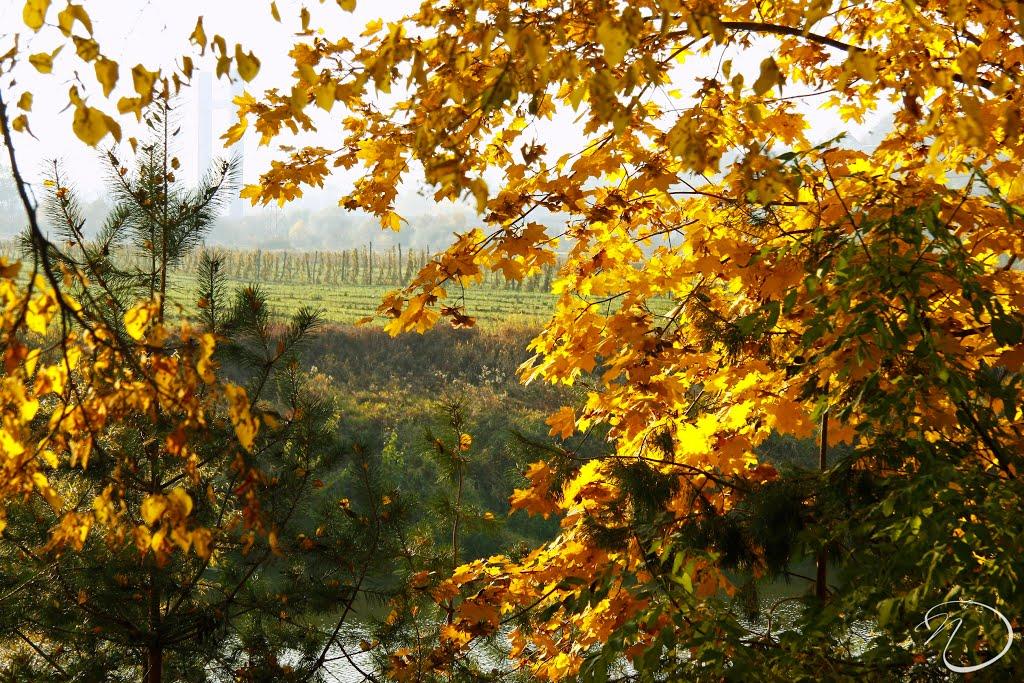 Циків з panoramio.com - Цыков