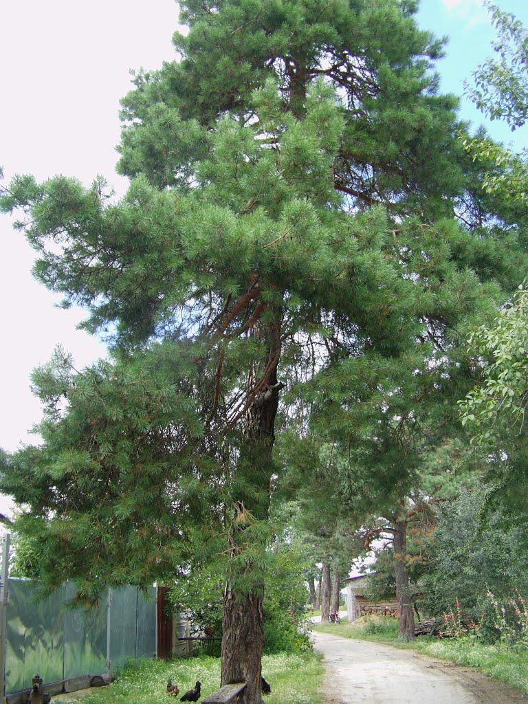 Свеса з panoramio.com - Svesa