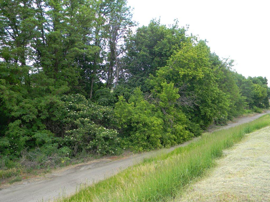 Білозір'я з panoramio.com - Белозерье