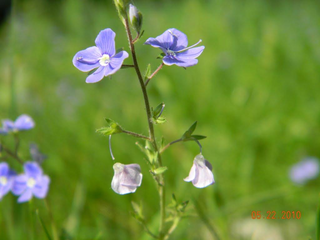 Глушицьке з panoramio.com - Глушицьке