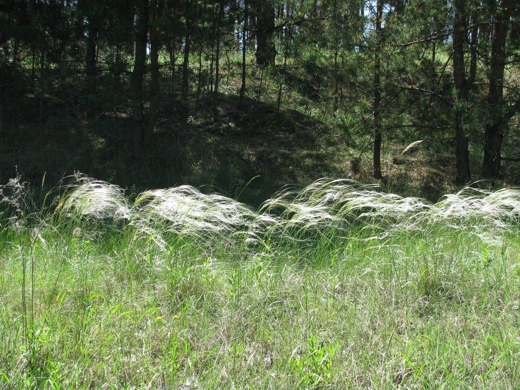 Закітне з panoramio.com - Закотное