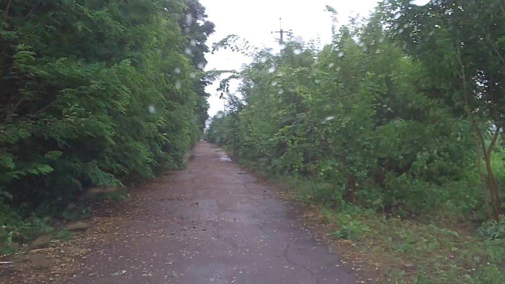 Зелене з panoramio.com - Зелене