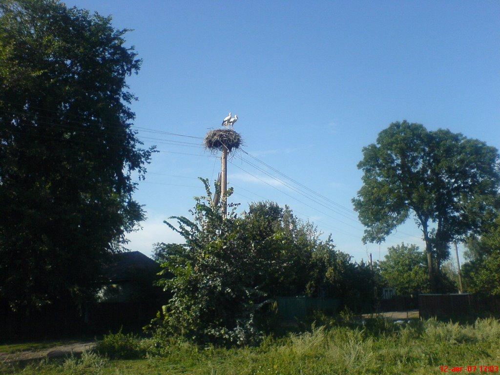 Бочечки з panoramio.com - Бочечки