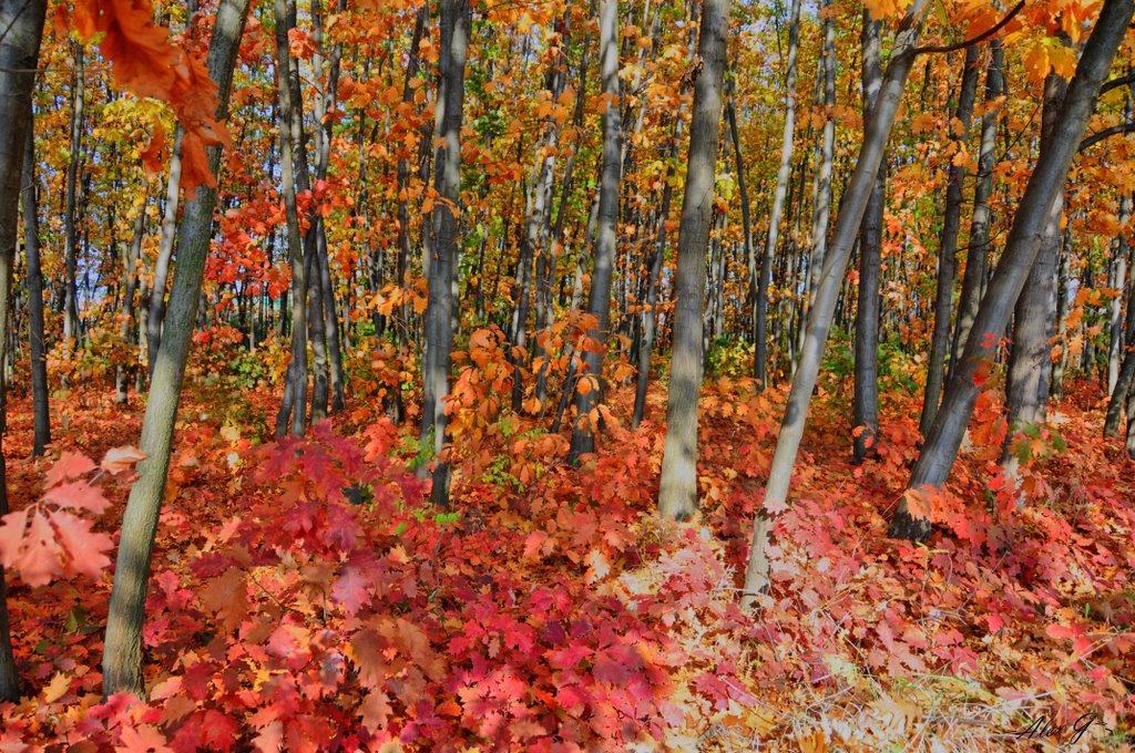 Лісники з panoramio.com - Лісники