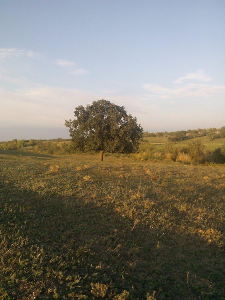 Волошки з panoramio.com - Волошки