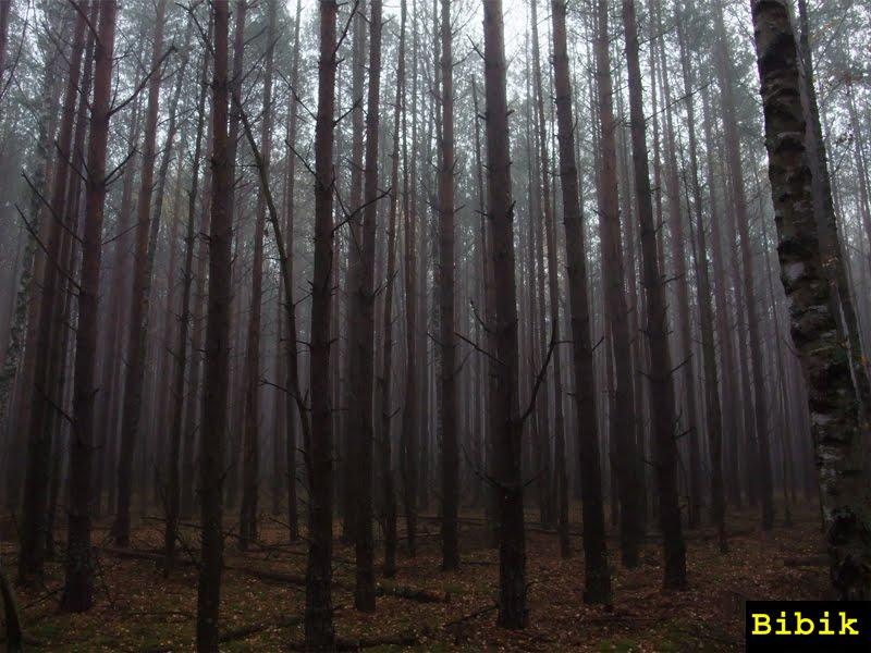 Карпилівка з panoramio.com - Карпиловка