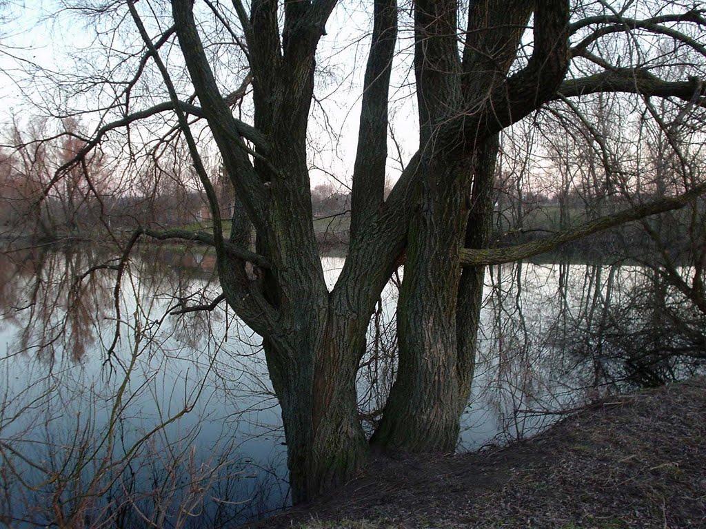 Краснопіль з panoramio.com - Краснопіль