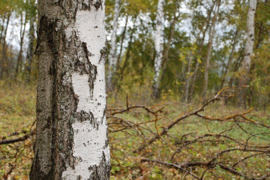 Остапівка з panoramio.com - Остапівка