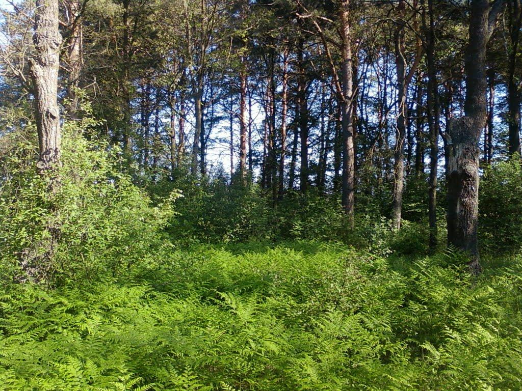 Свеса з panoramio.com - Свесса