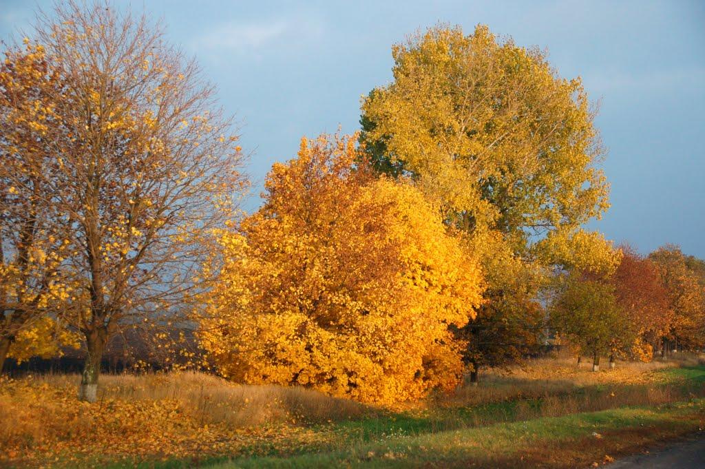 Соколова Балка з panoramio.com - Соколова Балка
