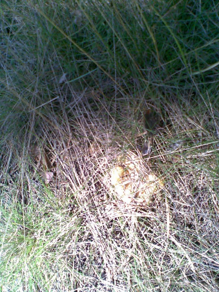 Черевки з panoramio.com - Черевки