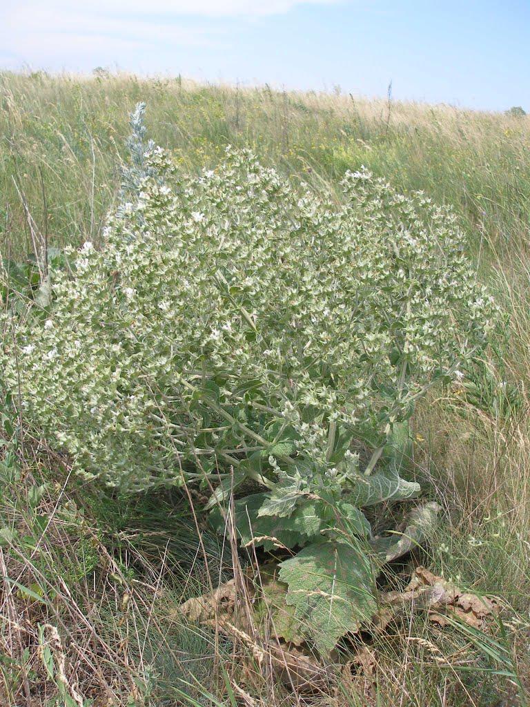 Зайцеве з panoramio.com - Зайцеве