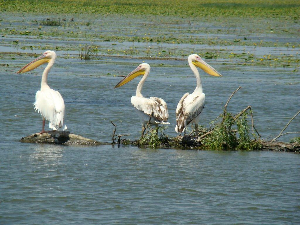 Маяки з panoramio.com - Маяки