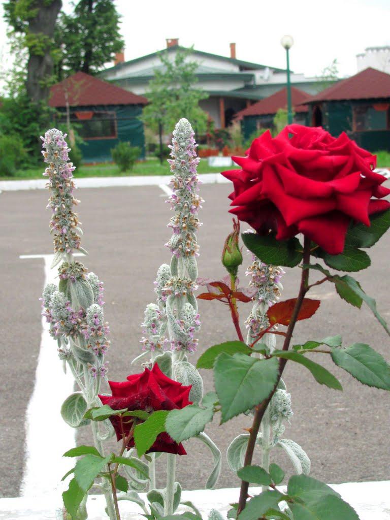 Пустомити з panoramio.com - Пустомити