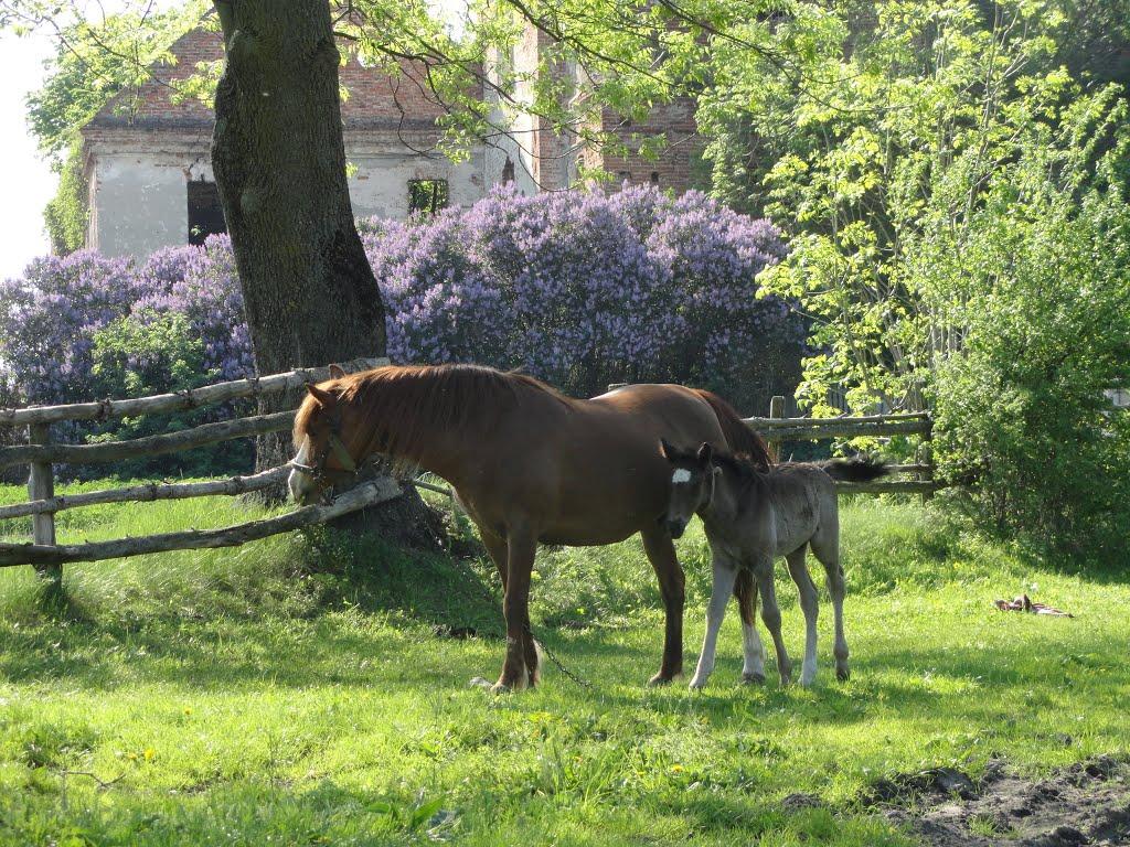 Кисилин з panoramio.com - Кисилин