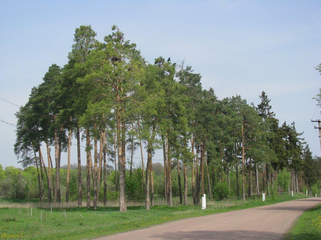 Тиниця з panoramio.com - Тиница