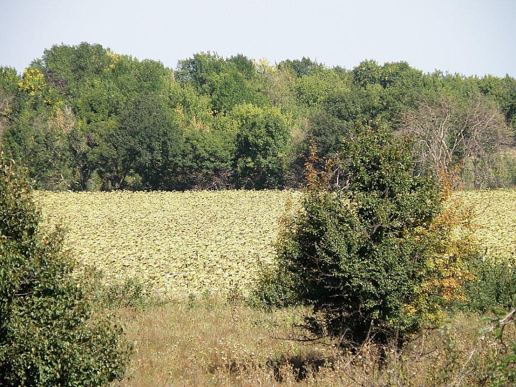 Орлівське з panoramio.com - Орлівське