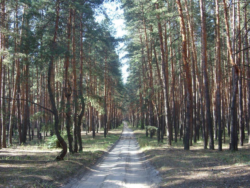 Донецьке з panoramio.com - Донецкое