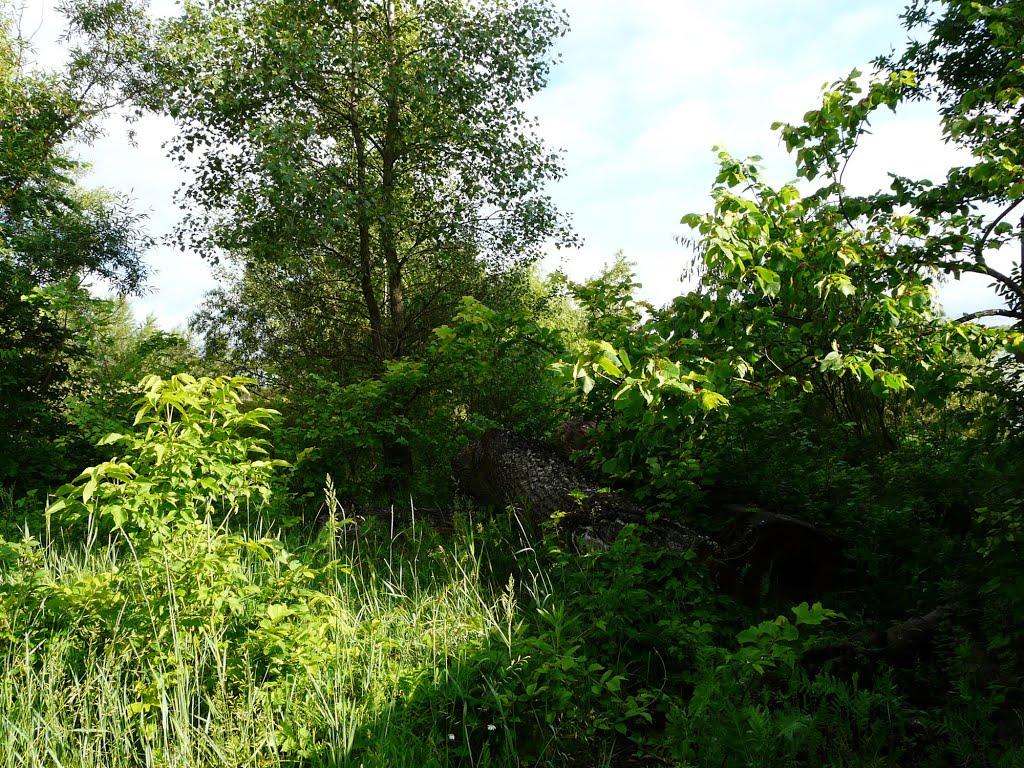 Любеч з panoramio.com - Lyubech