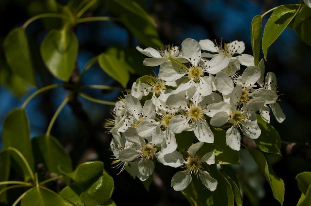 Свяття з panoramio.com - Святье